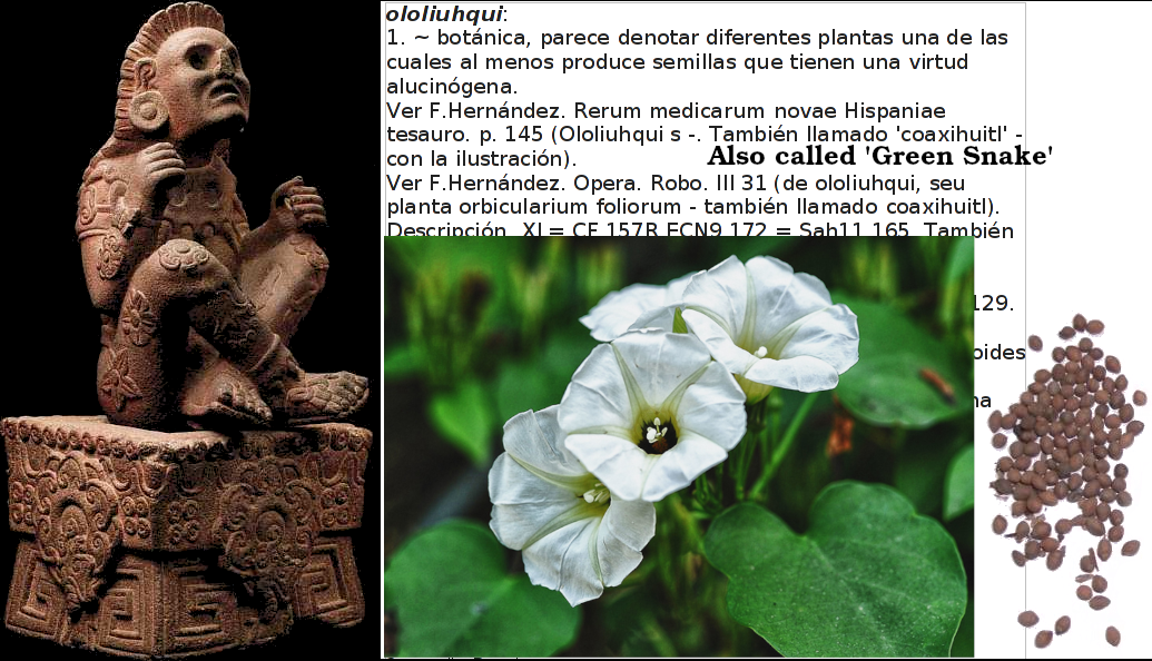 Xochipilli ≈ Prince of the (hallucinatory) Flowers and Ololiuhqui ≈ CohuaXihuitl ≈ 'Green Snake'